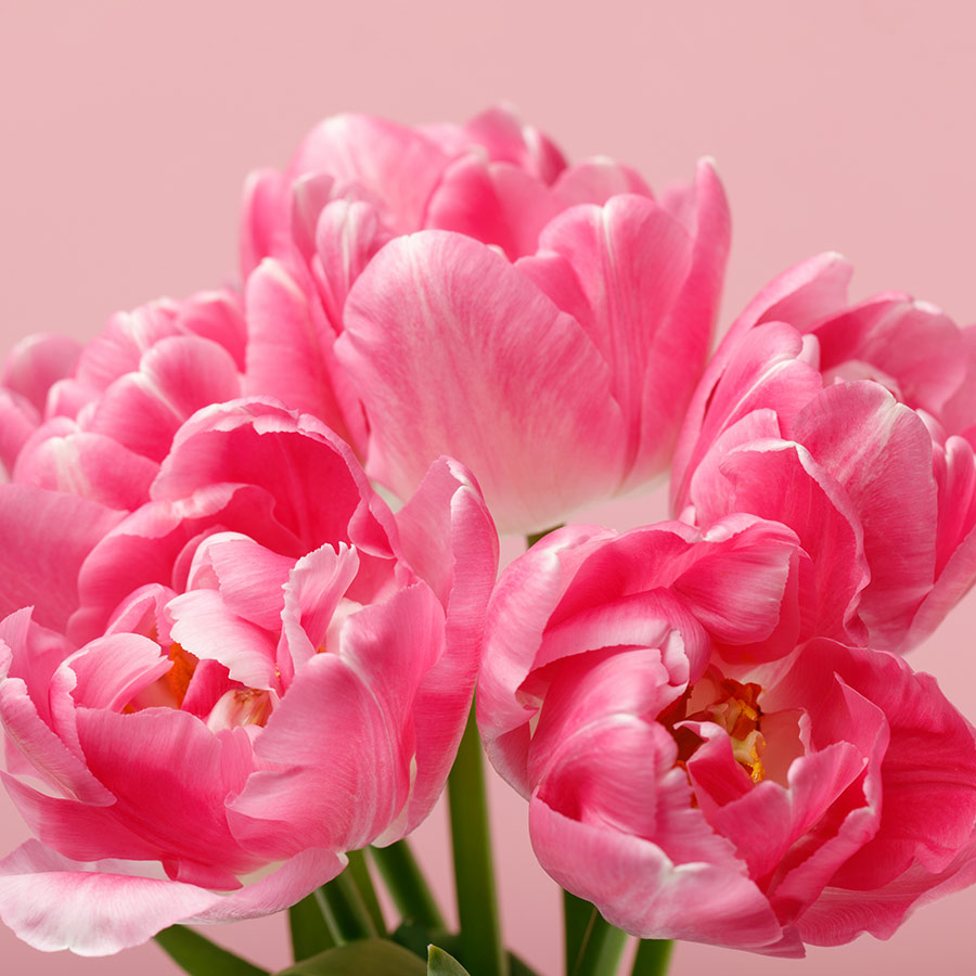 Фотообои Букет тюльпанов, Flizelini /ш*в: 2.7*2.7 м