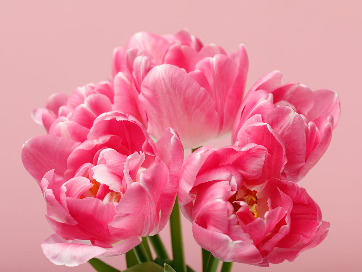 Фотообои Букет тюльпанов, Flizelini /ш*в: 2.7*2.7 м