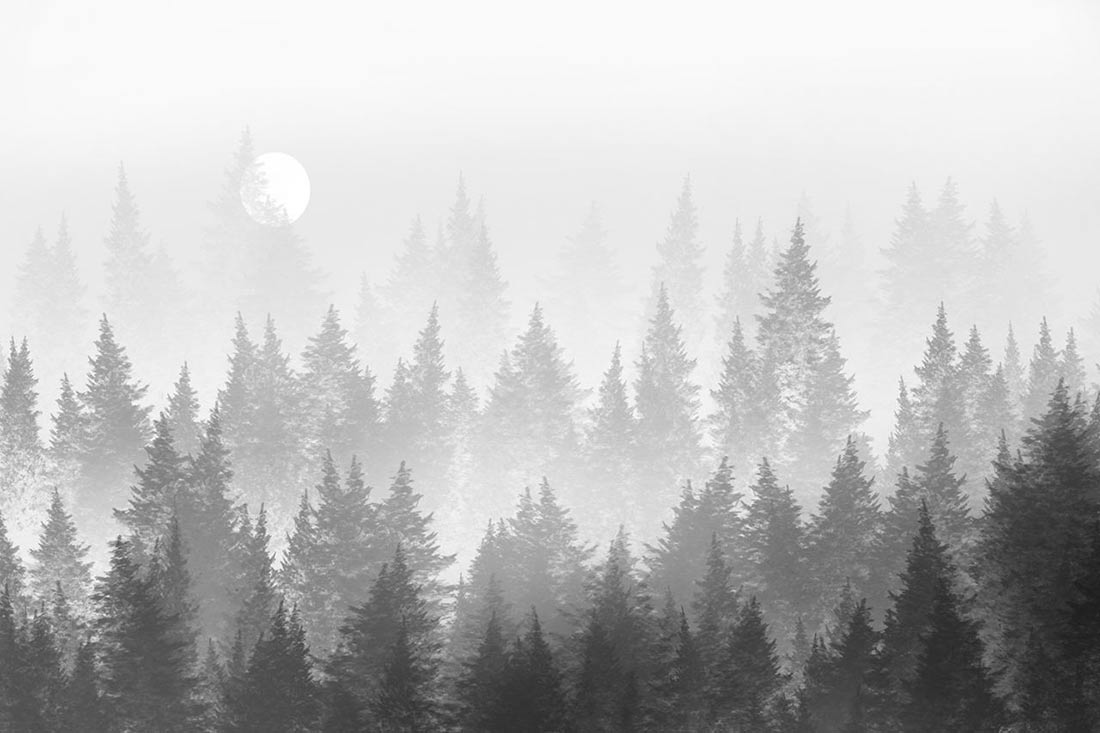 Фотообои Grey Forest