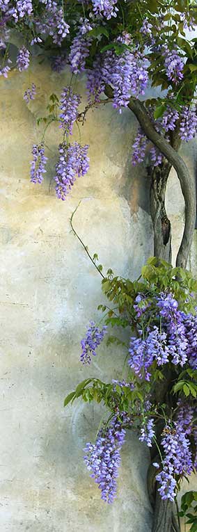 Фотообои "цветы и растения на стене", Divino Decor C1-292 / ш*в: 1*2,7 м