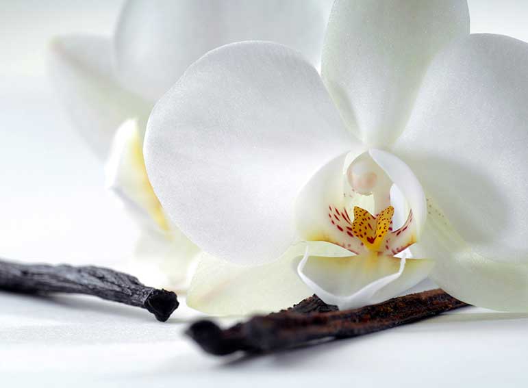 Фотообои "Орхидея и ваниль", Divino Decor C1-321 / ш*в: 2*1,47 м