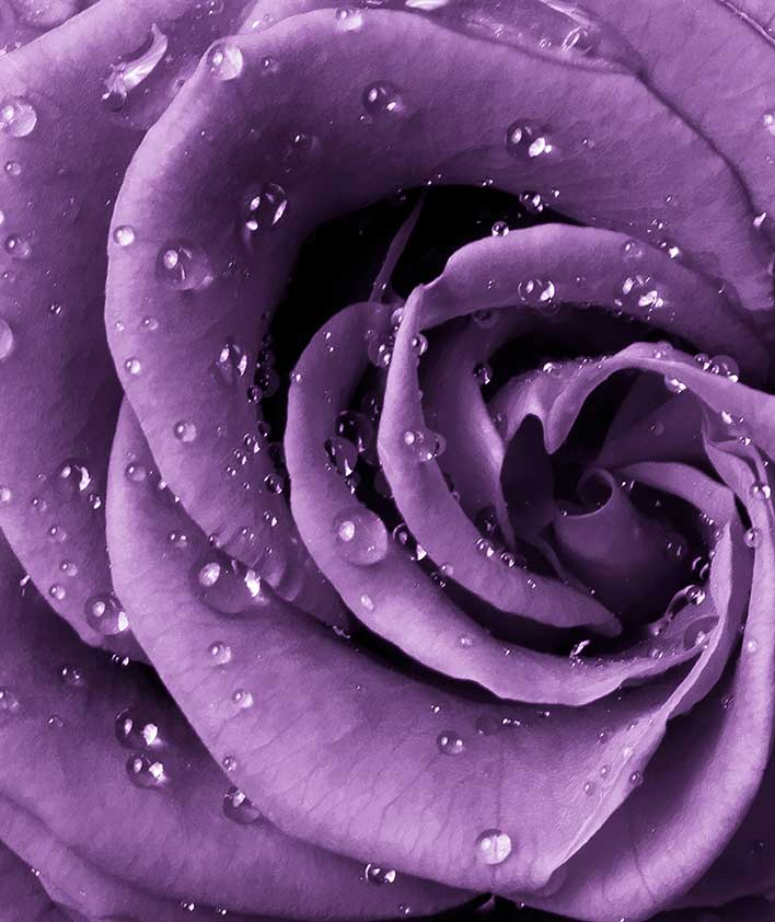 Фотообои "Роза фиолет", Divino Decor A1-038 / ш*в: 2*2,38 м
