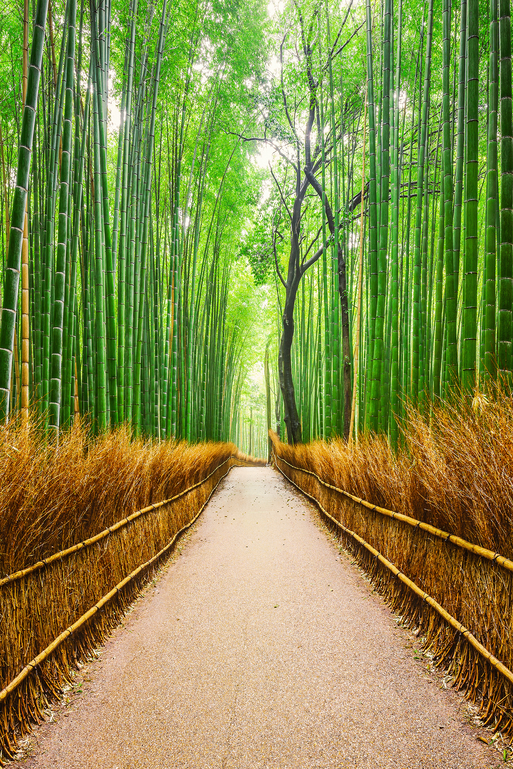 Фотообои Бамбуковый лес, Мода Интерио /ш*в: 1.8*2.7 м