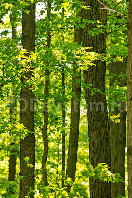 Фотообои Кленовый лес, Мода Интерио /ш*в: 0.9*2.7 м