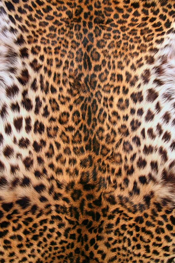Фотообои Шкура леопарда, Мода Интерио /ш*в: 0.9*2.7 м