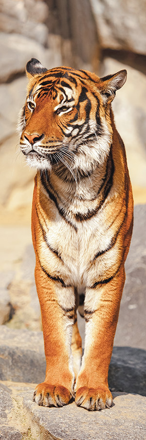 Фотообои Тигр, Мода Интерио /ш*в: 0.9*2.7 м