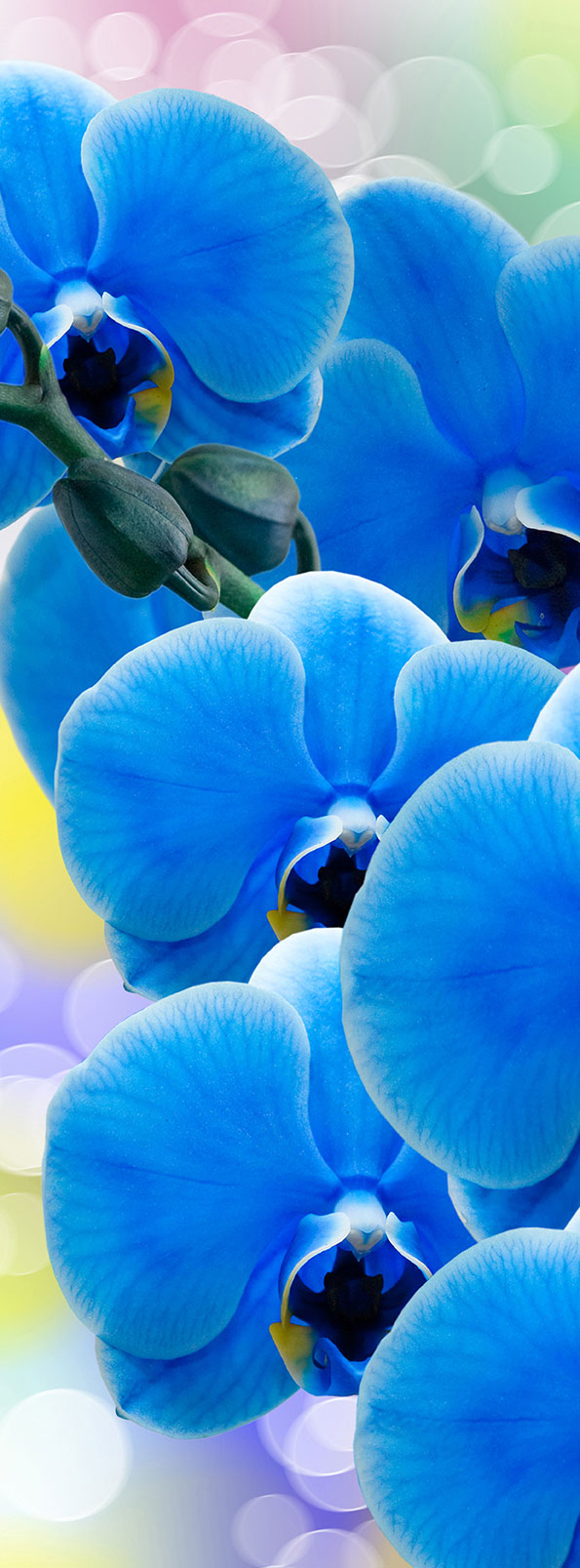 Фотообои "Орхидея синяя", Divino Decor A1-088 / ш*в: 1*2,7 м