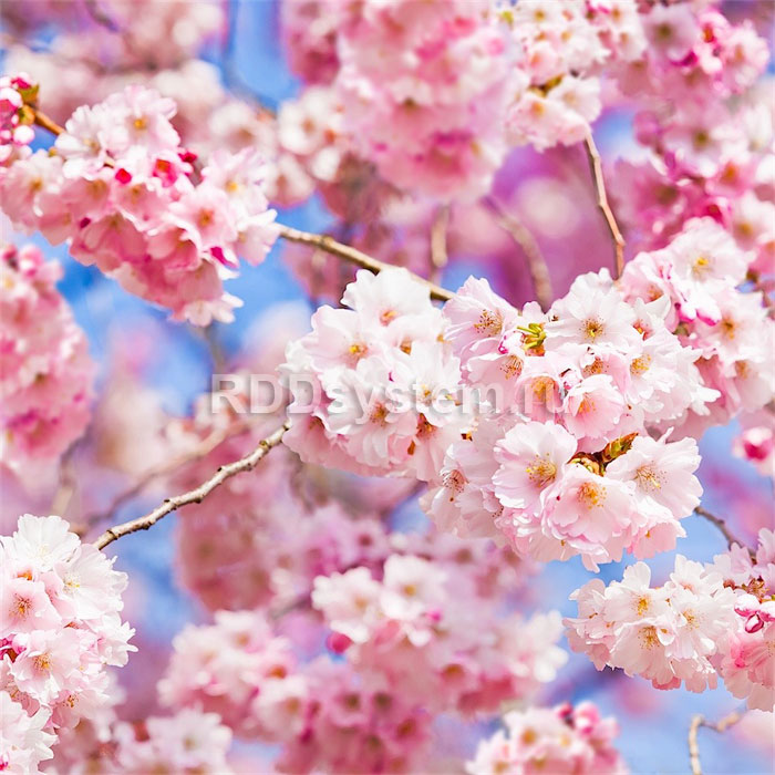 Фотообои цветы и растения сакуры, Мода Интерио /ш*в: 1.8*2.7 м