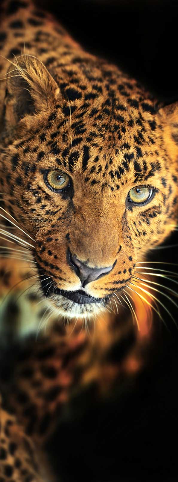 Фотообои "Леопард", Divino Decor A1-084 / ш*в: 1*2,7 м