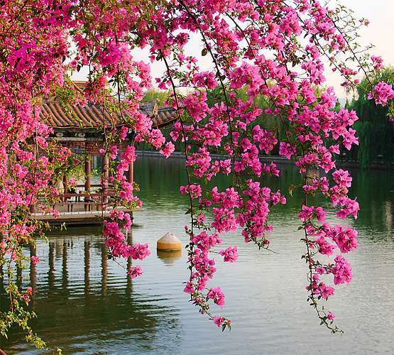 Фотообои Цветущие ветви в саду Китая, Divino Decor B-077 / ш*в: 3*2,7 м